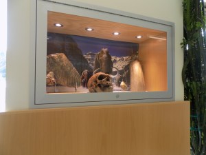 backdrop in a museum case